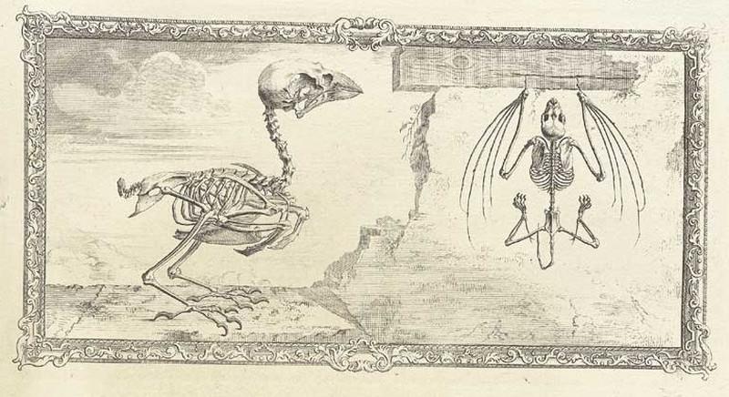 Достоверность и изящество в костях. «Остеография» Уильяма Чеселдена (1733)  6