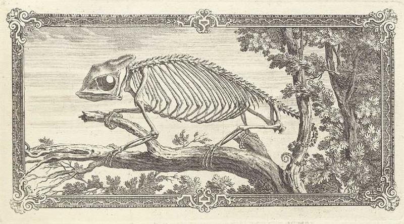 Достоверность и изящество в костях. «Остеография» Уильяма Чеселдена (1733)  8