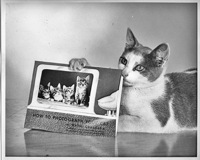 Уолтер Чандоха – человек, который 70 лет фотографировал кошек   28 1