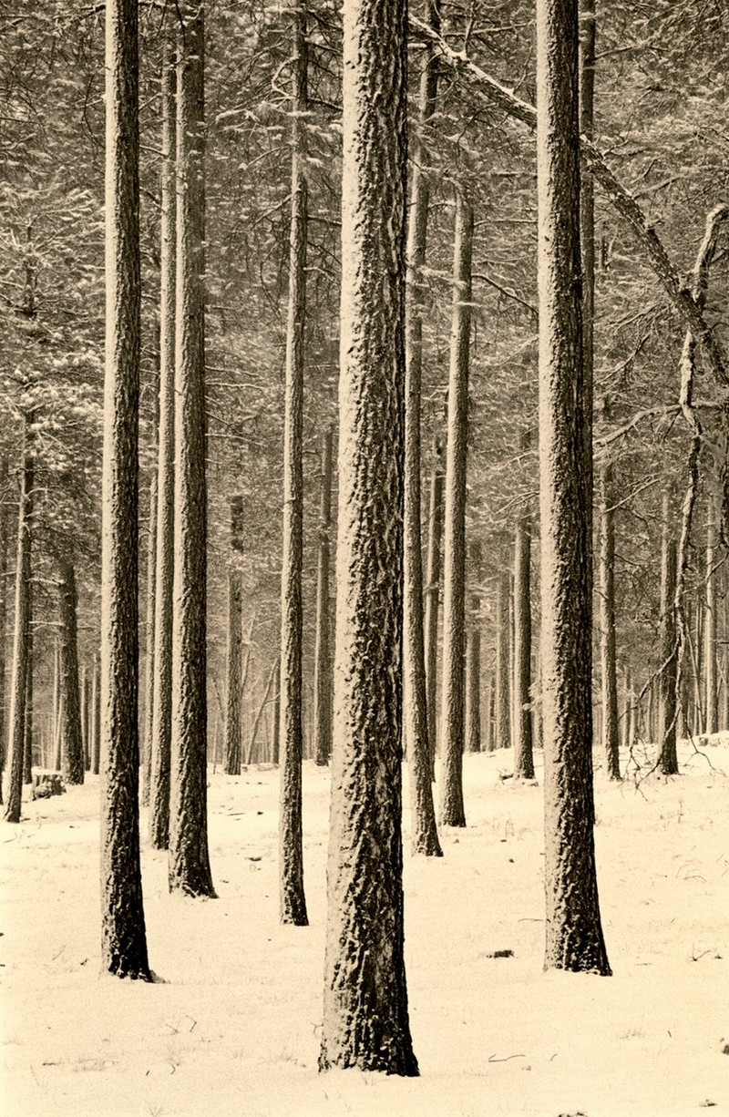 Природа деревьев. Фотограф Пол Козал 14