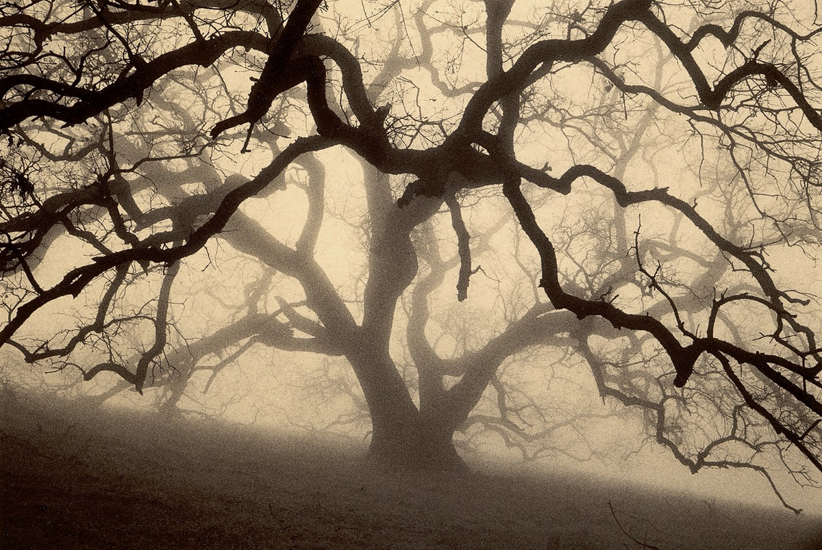 Природа деревьев. Фотограф Пол Козал 21