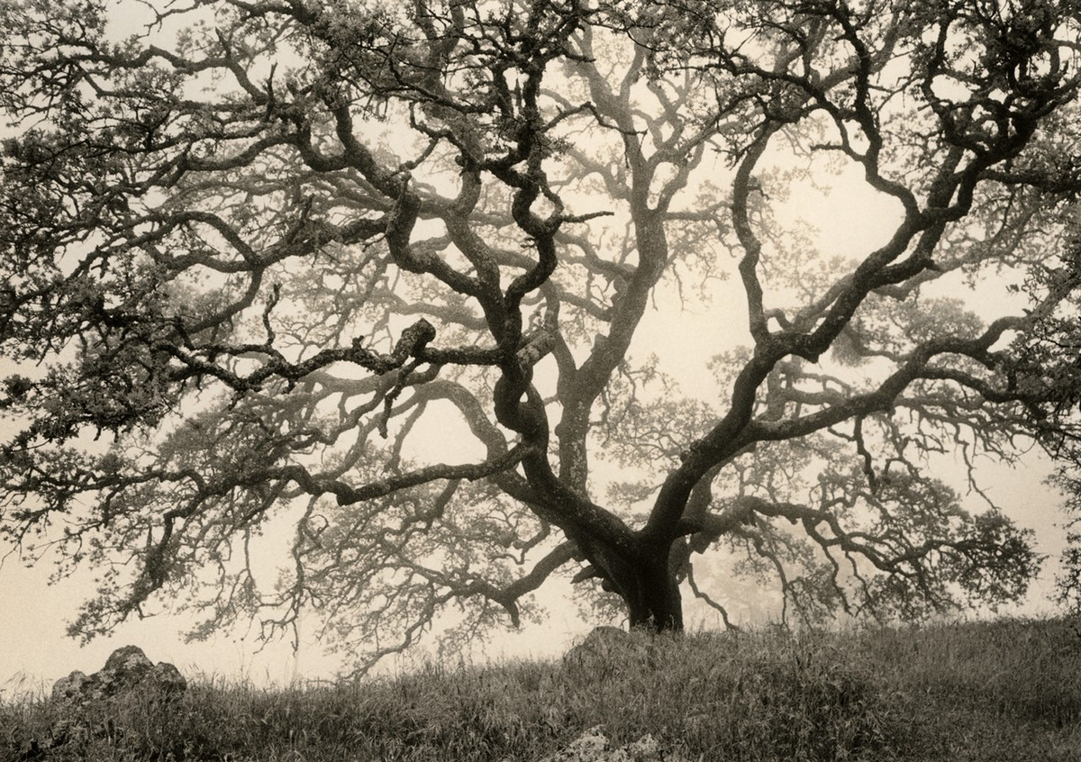 Природа деревьев. Фотограф Пол Козал 24