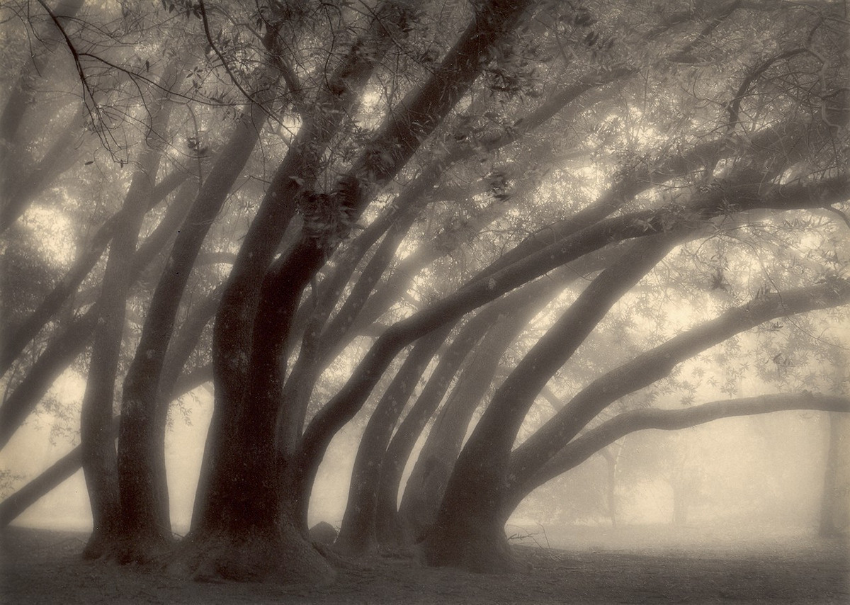 Природа деревьев. Фотограф Пол Козал 25