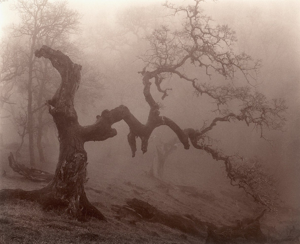 Природа деревьев. Фотограф Пол Козал 31