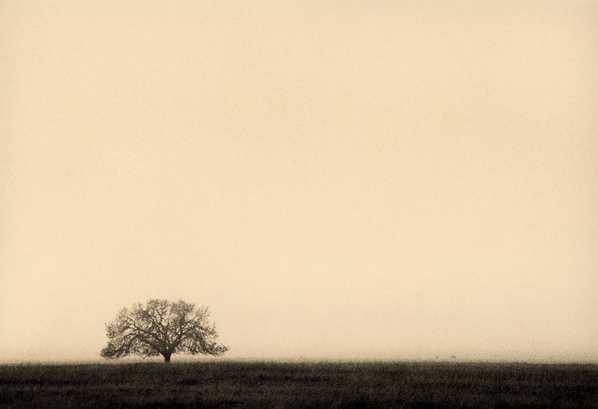 Природа деревьев. Фотограф Пол Козал 33