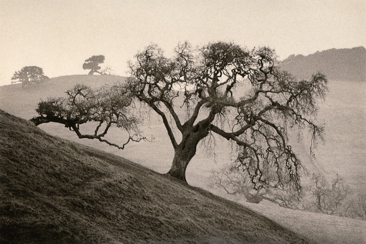 Природа деревьев. Фотограф Пол Козал 34