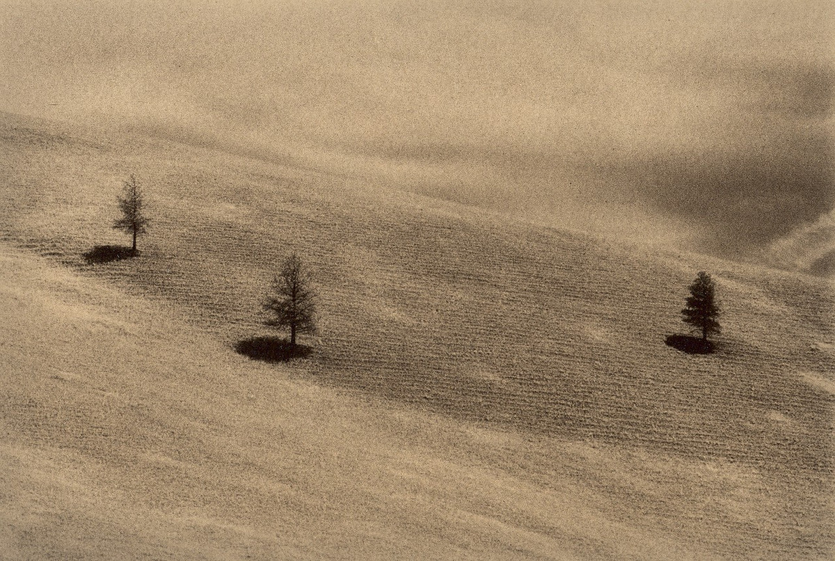 Природа деревьев. Фотограф Пол Козал 40
