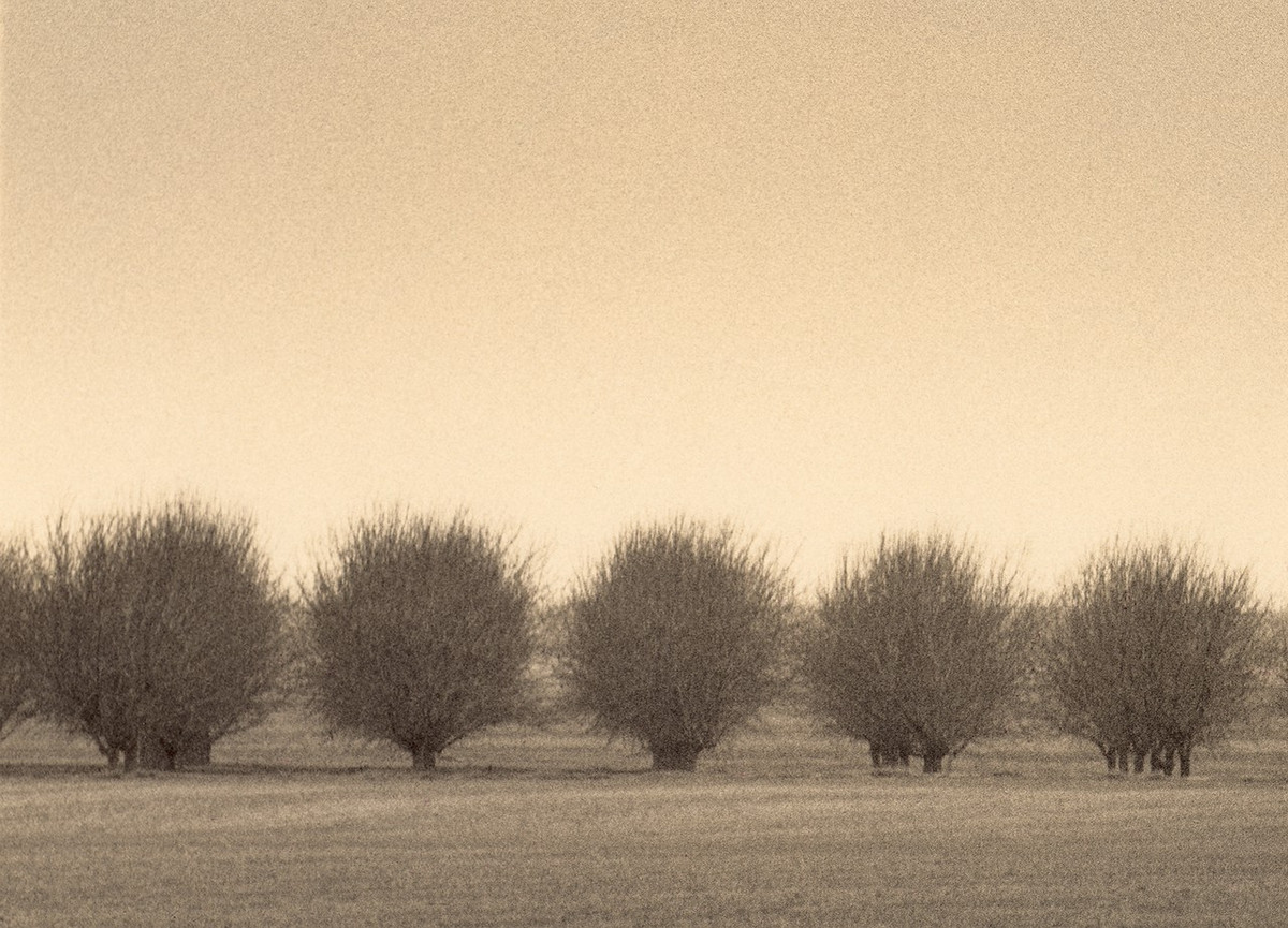 Природа деревьев. Фотограф Пол Козал 41
