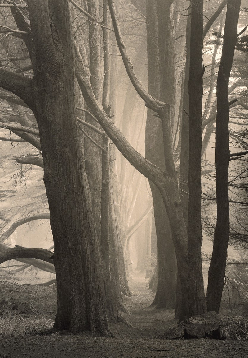 Природа деревьев. Фотограф Пол Козал 49