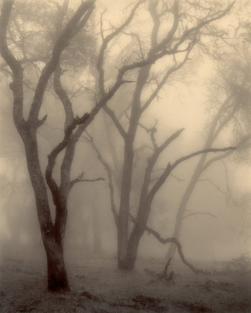 Природа деревьев. Фотограф Пол Козал 52