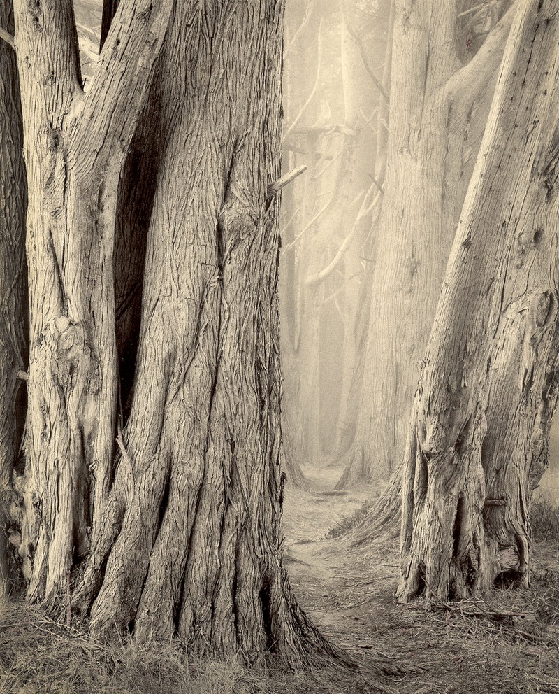 Природа деревьев. Фотограф Пол Козал 55