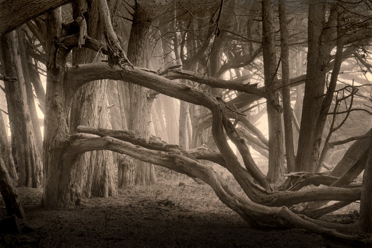Природа деревьев. Фотограф Пол Козал 62
