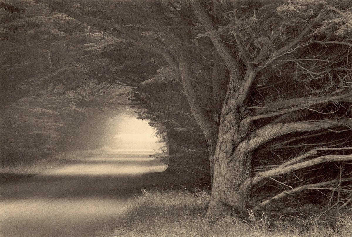Природа деревьев. Фотограф Пол Козал 65