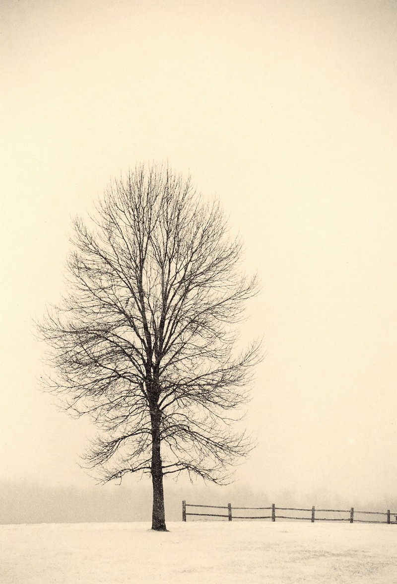 Природа деревьев. Фотограф Пол Козал 8