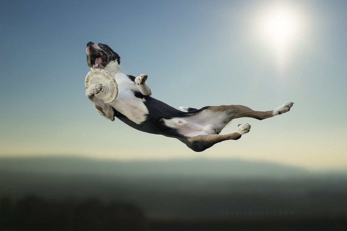 Супер собаки в фотографиях Клаудио Пикколи 11