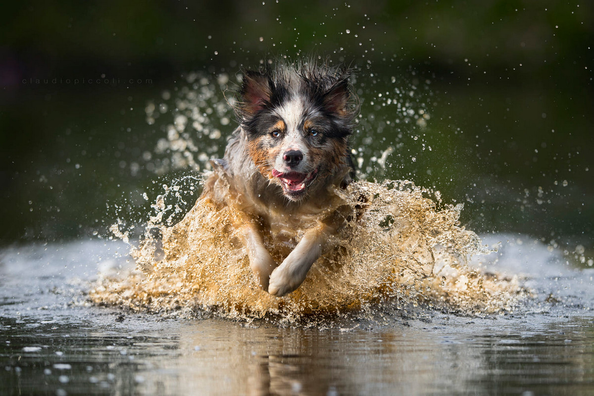 Супер собаки в фотографиях Клаудио Пикколи 19
