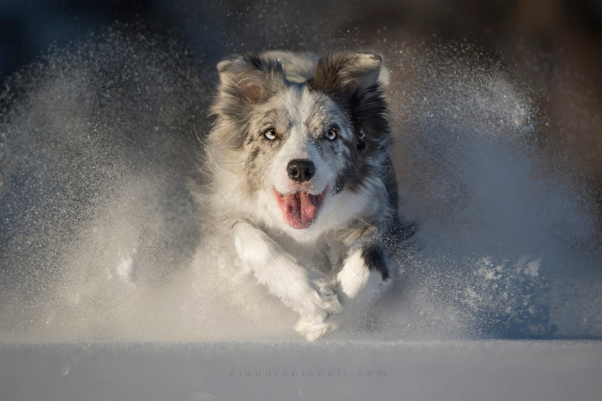 Супер собаки в фотографиях Клаудио Пикколи 26