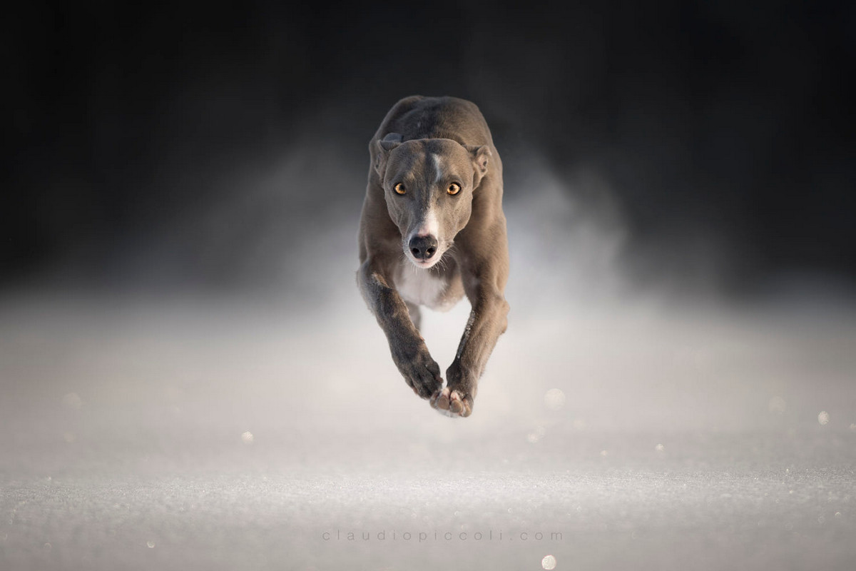 Супер собаки в фотографиях Клаудио Пикколи 27