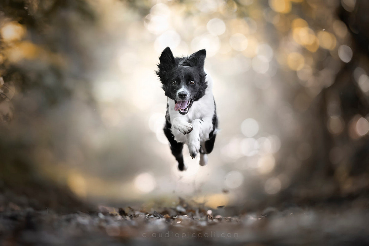 Супер собаки в фотографиях Клаудио Пикколи 28