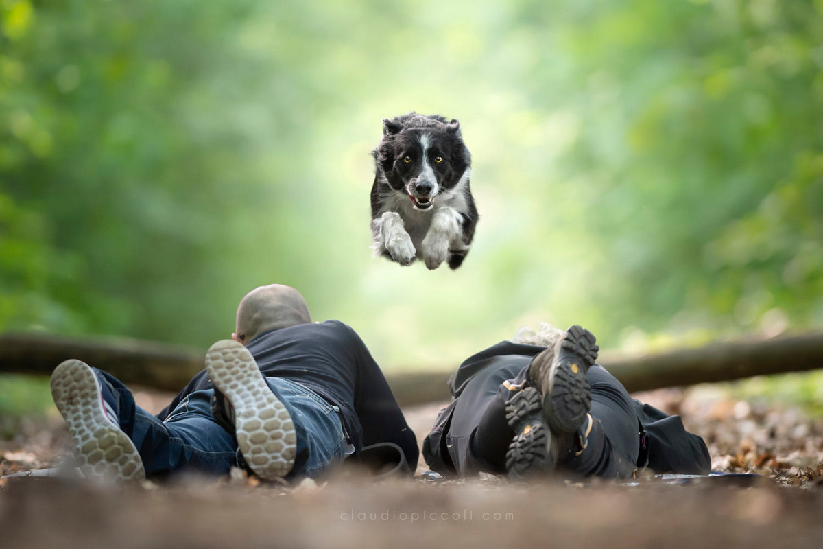 Супер собаки в фотографиях Клаудио Пикколи 29