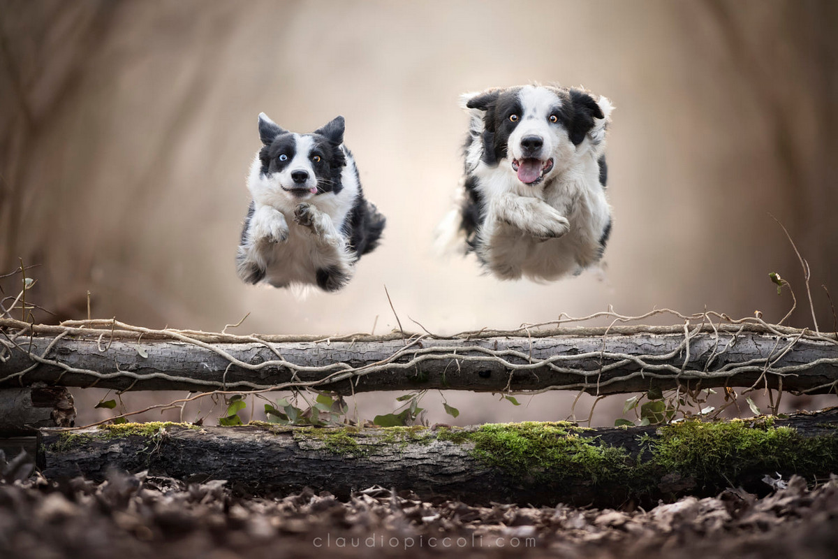 Супер собаки в фотографиях Клаудио Пикколи 32