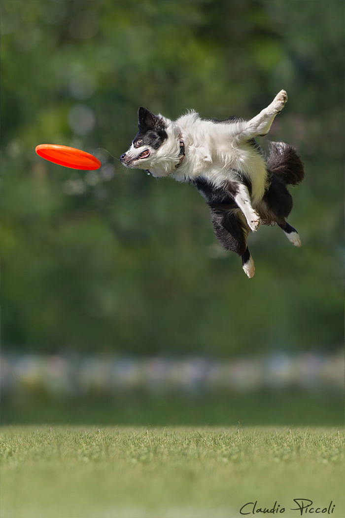 Супер собаки в фотографиях Клаудио Пикколи 35