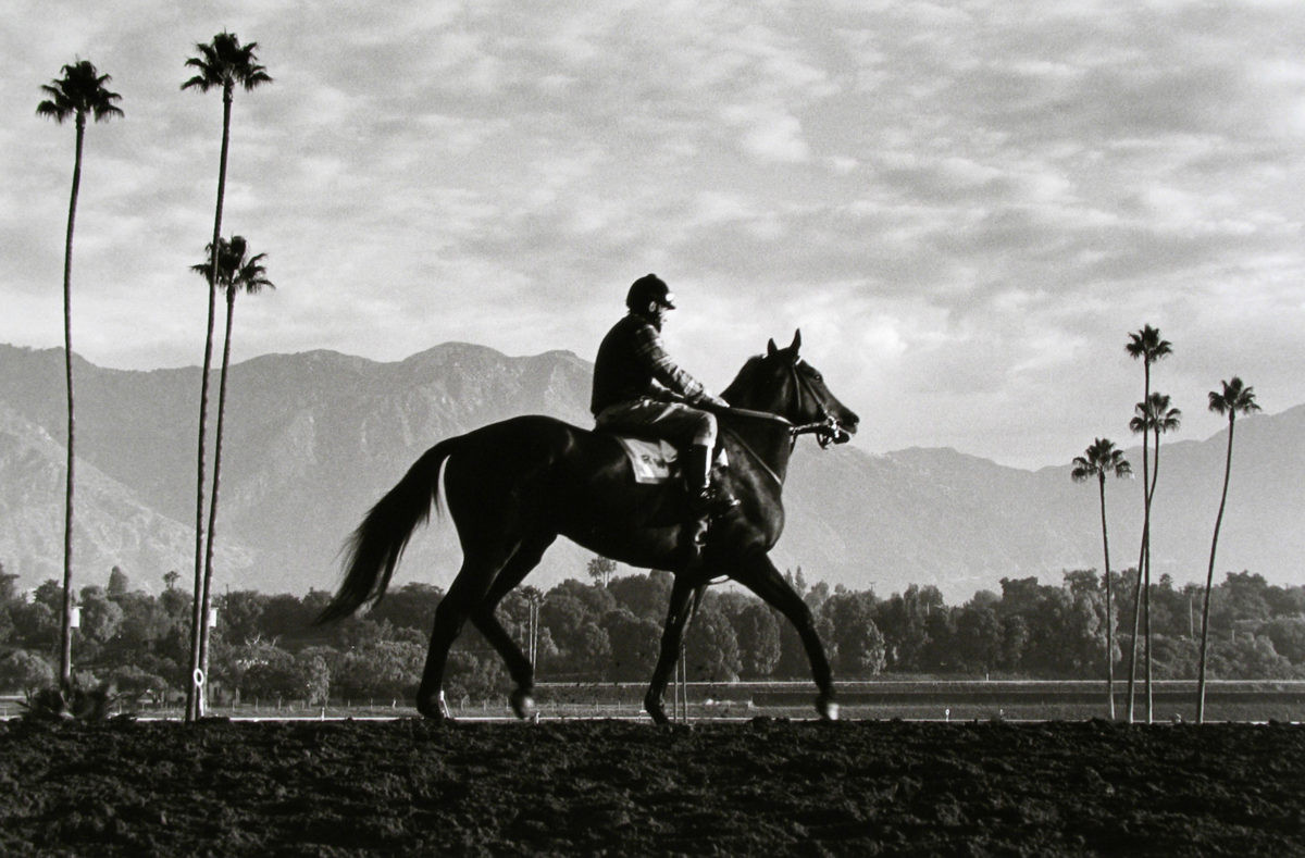 «Тёмная лошадка»: в мире конных скачек с Норманом Маускопфом 15