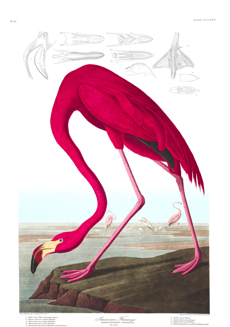 В свободном доступе 435 ценных иллюстраций из «Птиц Америки» Одюбона 2