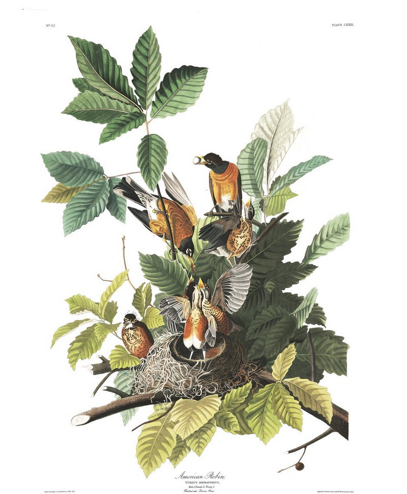 В свободном доступе 435 ценных иллюстраций из «Птиц Америки» Одюбона 3