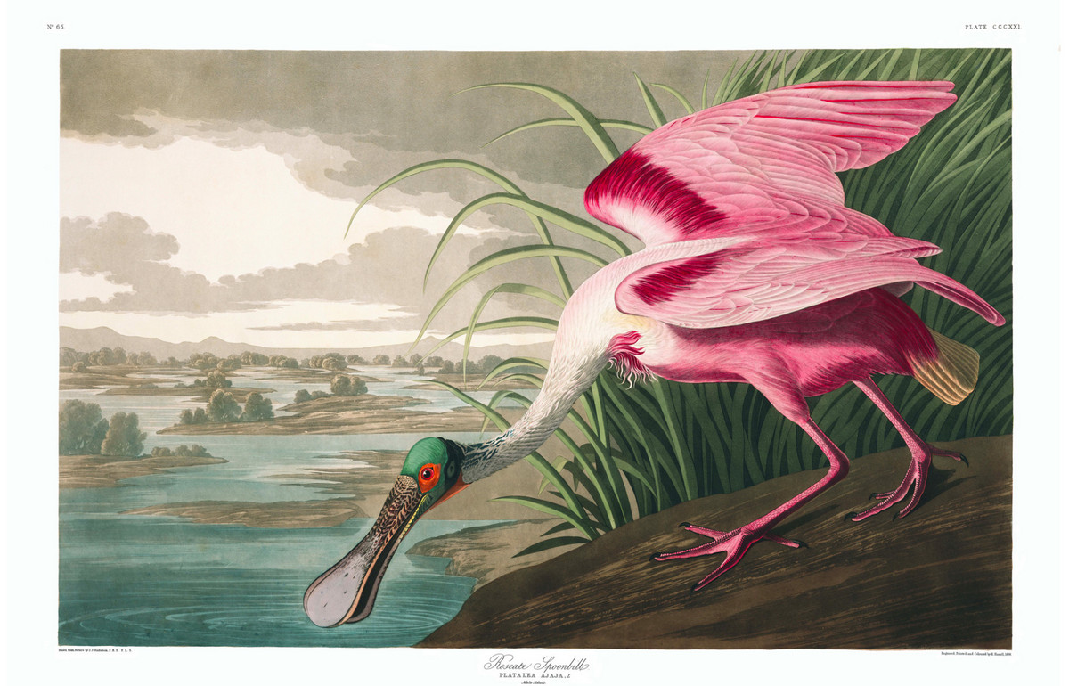 В свободном доступе 435 ценных иллюстраций из «Птиц Америки» Одюбона 5