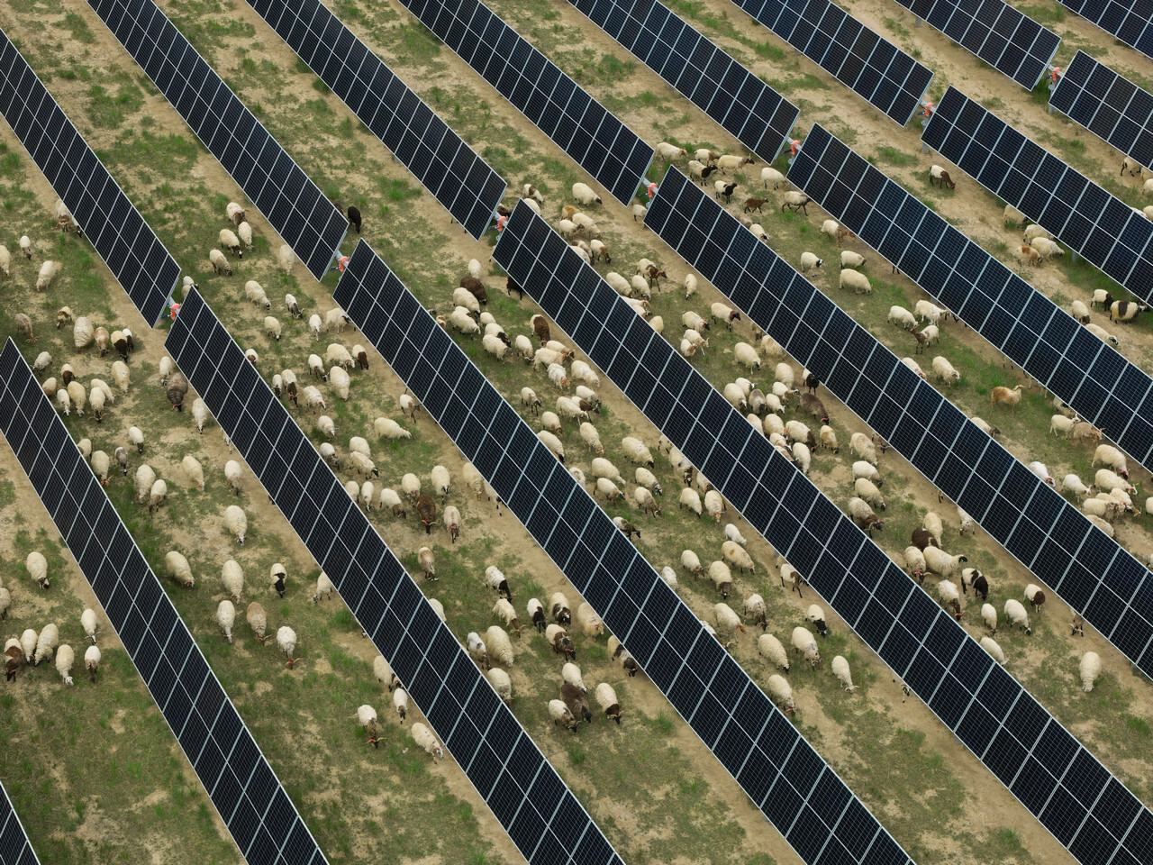 Овцы пасутся среди солнечных панелей в пустыне Тала, провинция Цинхай. Фотограф Вэйминь Чу.